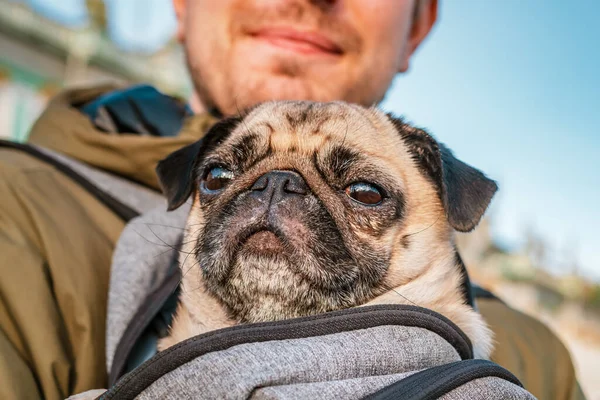 Tired Pug Sits Backpack Arms Its Owner Young Man Concept — Stock Photo, Image