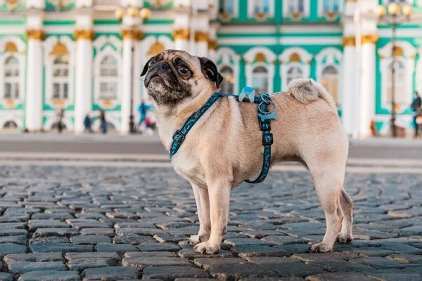 Funny Dog Pug Harness Walks City Streets Tourist Attractions Saint — Stock Photo, Image