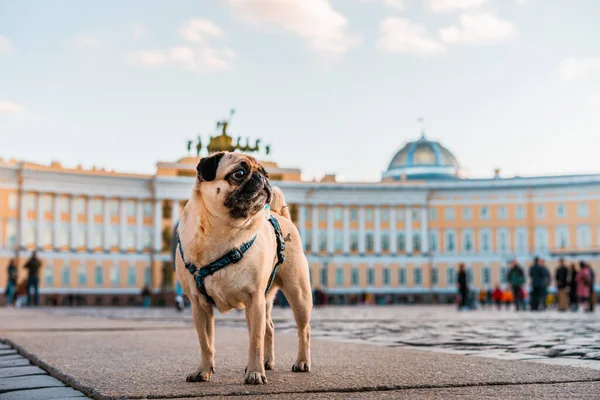 Funny Dog Pug Harness Walks City Streets Tourist Attractions Saint — Stock Photo, Image