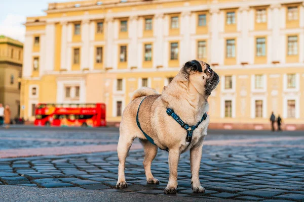 Funny Dog Pug Harness Walks City Streets Tourist Attractions Saint — Stock Photo, Image