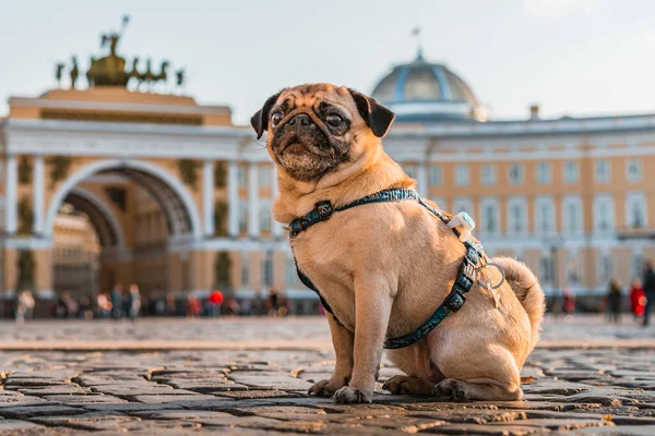 Funny Dog Pug Harness Walks City Streets Tourist Attractions Saint — Stock Photo, Image