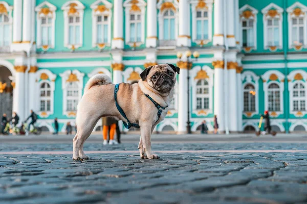 Funny Dog Pug Harness Walks City Streets Tourist Attractions Saint — Stock Photo, Image