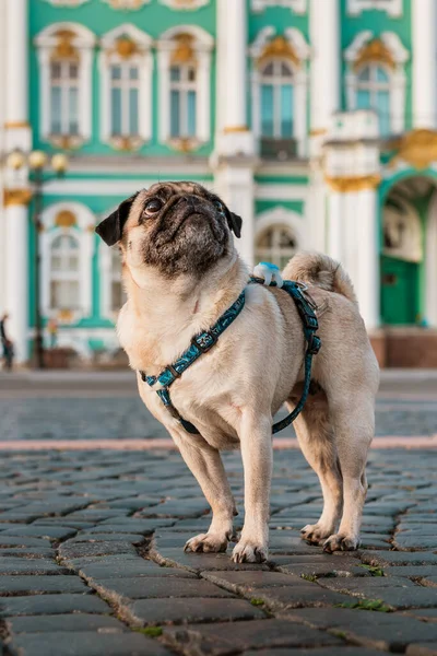 Funny Dog Pug Harness Walks City Streets Tourist Attractions Saint — Stock Photo, Image