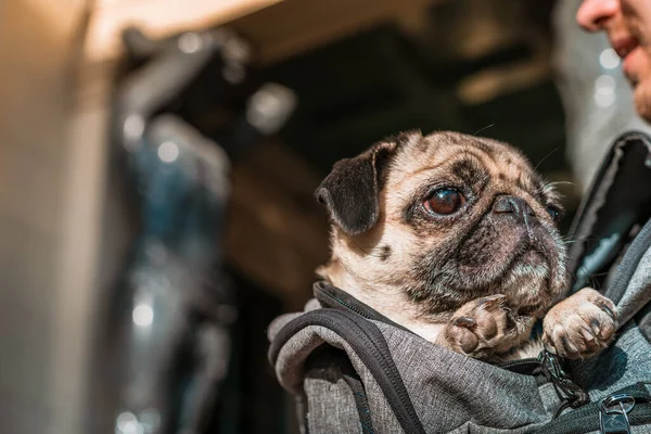 Pug Sits Arms Male Owner Background Atlanteans Saint Petersburg Traveling — Stock Photo, Image