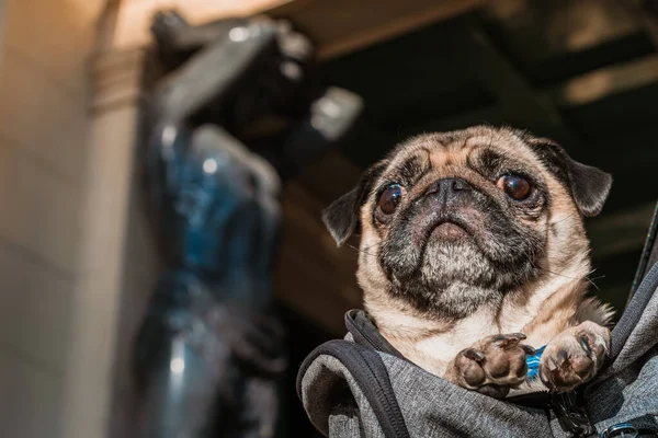 Pug Sits Arms Male Owner Background Atlanteans Saint Petersburg Traveling — Stock Photo, Image