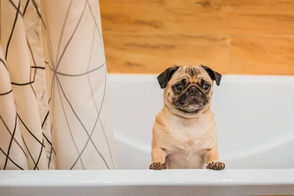 Pug dog stands on its hind legs in the bathroom waiting for a bath, wash after a walk