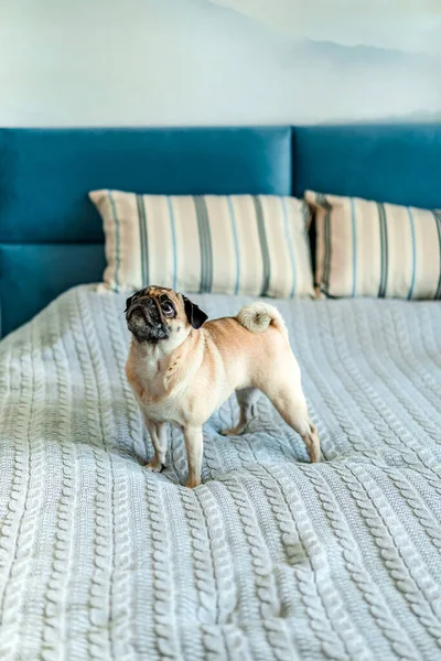 Dog pug stands on a blanket on the bed, interior in blue colors