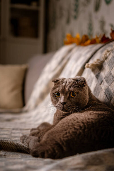 A grey British cat sits on a sofa with a blanket in the living room with a dim light