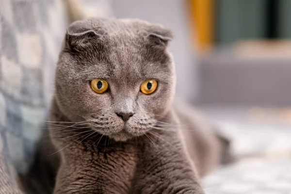 Сірий Британський Кіт Сидить Дивані Покривалом Вітальні Тьмяним Світлом — стокове фото