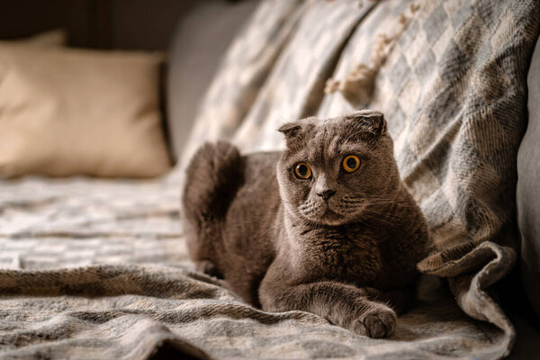 A grey British cat sits on a sofa with a blanket in the living room with a dim light