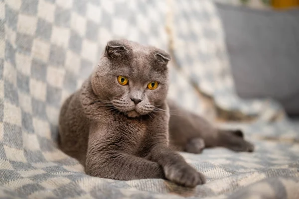 一只灰色的英国猫坐在沙发上 客厅里有一条毛毯 灯光暗淡 — 图库照片