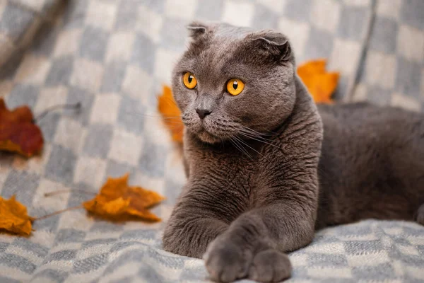 一只灰色苏格兰折叠猫的画像 它的眼睛是黄色的 坐在沙发上 秋天的叶子散落在沙发上 — 图库照片
