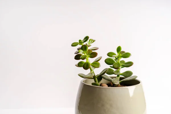 Minimalistic modern banner of a crassula plant in a white pot on a white background, space for text
