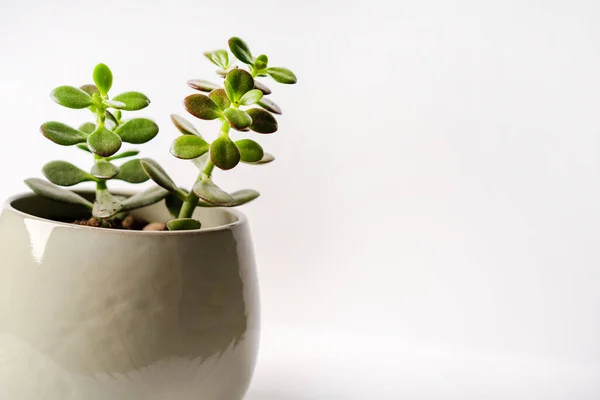 Minimalistic modern banner of a crassula plant in a white pot on a white background, space for text