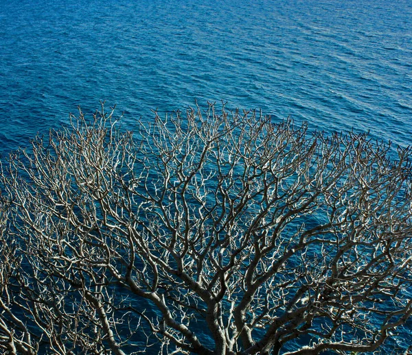 Сухе Дерево Розгалужено Тлі Синього Моря Адріатичне Море — стокове фото