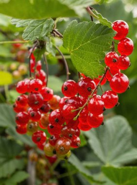 Bahçedeki doğal bir arka planda bir grup olgun kırmızı frenk üzümü..