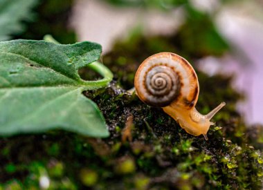 Ormandaki yosunlar ve yapraklar arasında yeşil doğal arka planda küçük bir üzüm salyangozunun yakın çekimi. Makro fotoğrafçılık