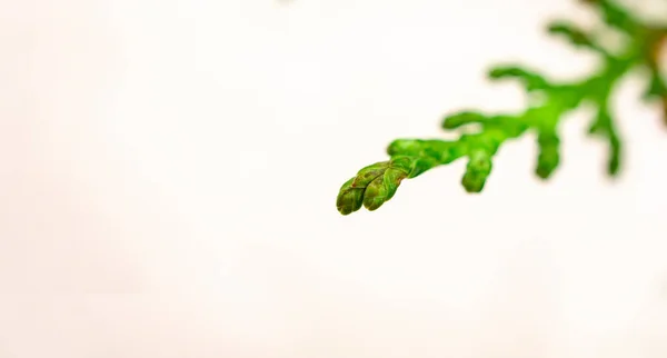 Close Green Sprig Thuja White Background Copy Space Abstract Eco — Stock Photo, Image