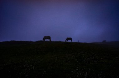 Atlar akşamları kalın mavi bir siste dağlarda ot yerler. Manzara. Doğal arkaplan. 