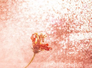 Kırmızı çiçekli, parlak, bulanık bokeh arkaplan. Seçici odaklanma. Soyut arkaplan. Boşluğu kopyala