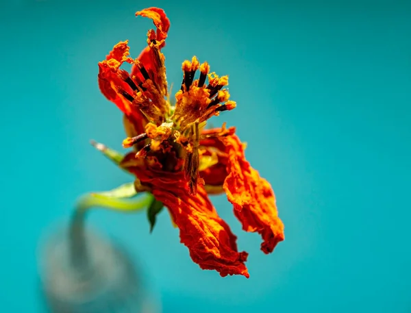 Orange dry flower close-up with yellow stamens on a blue background. Copy space. Selective focus. Autumn dried flower. Poster design. Minimalistic concept