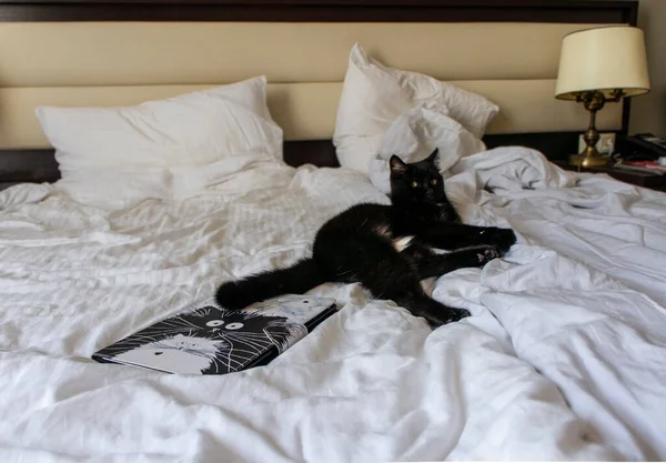 Gato Preto Com Mancha Branca Jaz Cama Branca Perto Livro — Fotografia de Stock