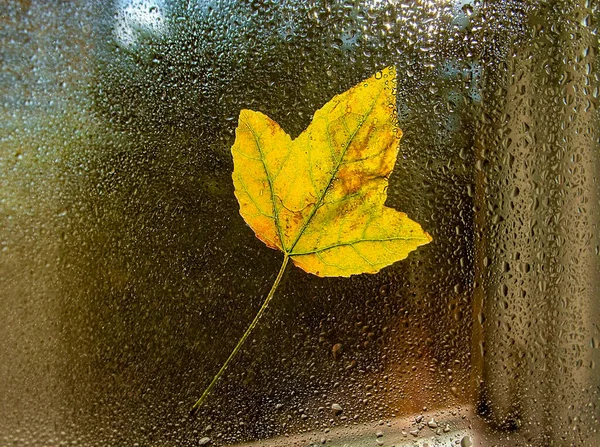 Yellow Autumn Maple Leaf Window Raindrops — Stock Photo, Image