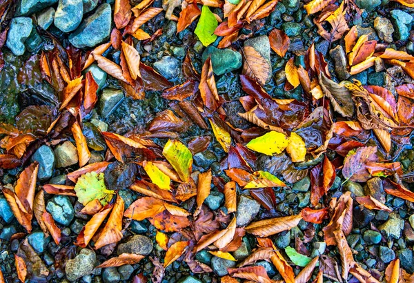 Fallen Autumn Wet Leaves Puddle Mountain Stream Abstract Background Copy — Stock Photo, Image