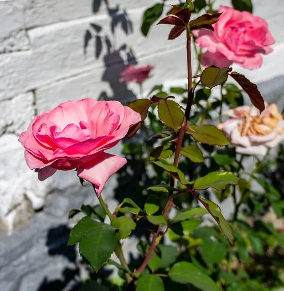 Różowe Kwiaty Róży Krzaku Zbliżenie Białym Tle Cegły Ściany Rosaceae — Zdjęcie stockowe