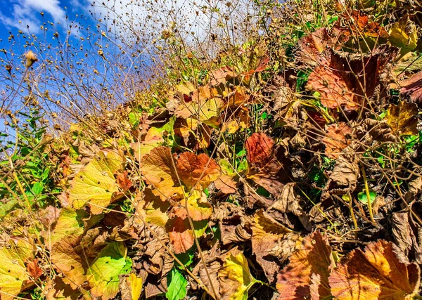 Autumn Colored Burdock Plants Slope Blue Sky Fallen Leaves — Stock Photo, Image