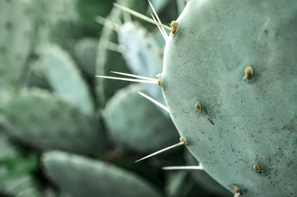 Green Cactus Big Needles Close Blurred Background Prickly Pear Opuntia — Stock Photo, Image