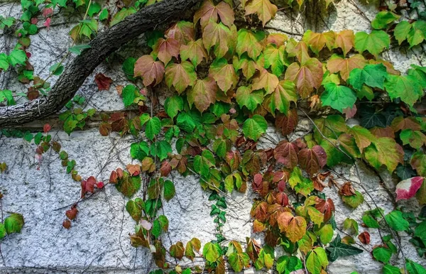 Parede Com Plantas Escalada Outono Folhas Coloridas Conceito Paisagismo — Fotografia de Stock