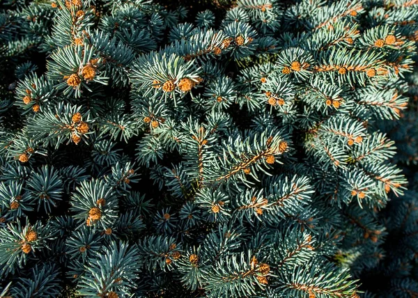 Natürlicher Hintergrund Aus Zweigen Von Blaufichten Oder Kiefern Mit Kleinen — Stockfoto