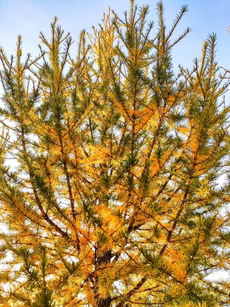 Larch Close Cores Alaranjadas Amarelas Outono Ramos Larício Outono Fotografia — Fotografia de Stock