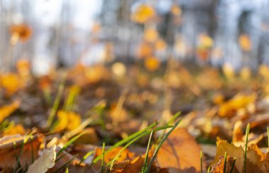 Arka planda bulanıklık ve ormanda düşen sonbahar yaprakları. Odaklanmamış, boşluğu kopyala