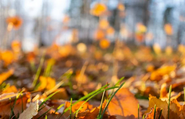 Blurred Background Fallen Autumn Leaves Forest Defocused Copy Space — Stock Photo, Image