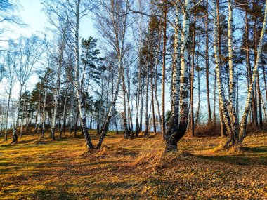 Sonbahar manzarası, huş ağaçları ve mavi gökyüzüne karşı sarı yapraklar. Sonbahar sezonu. Mobil fotoğraf