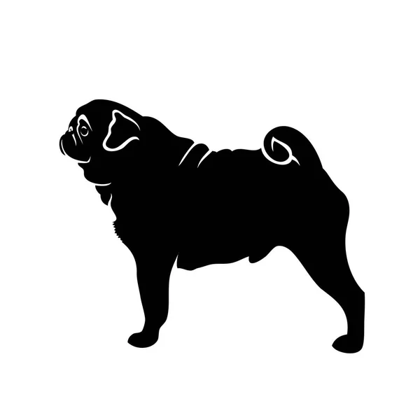 パグ犬白で隔離 ベクトル図 — ストックベクタ