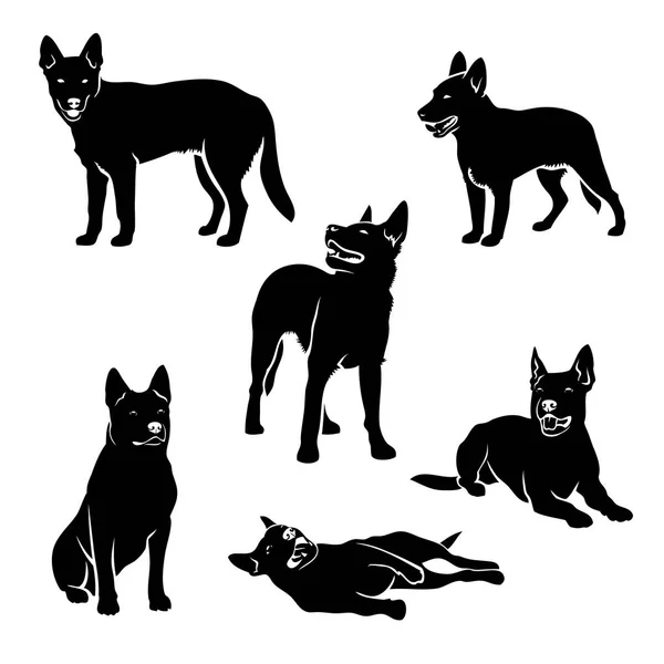 Conjunto Siluetas Perro Ganado Australiano Ilustración Vectorial — Archivo Imágenes Vectoriales