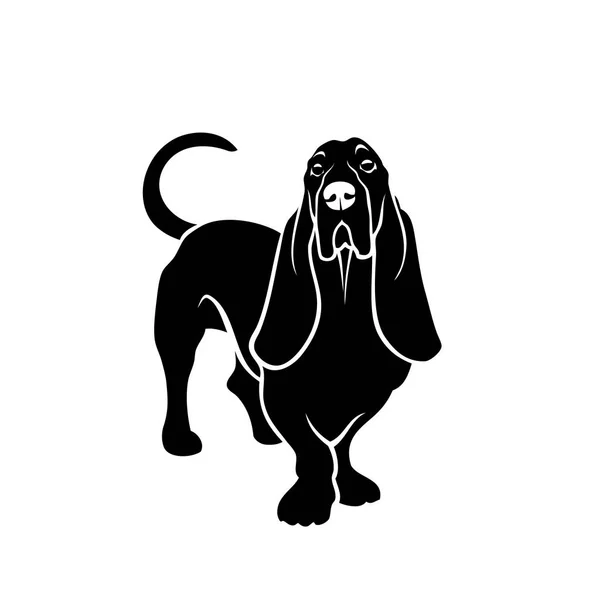 Basset Cão Cão Caça Ilustração Vetorial Isolado —  Vetores de Stock