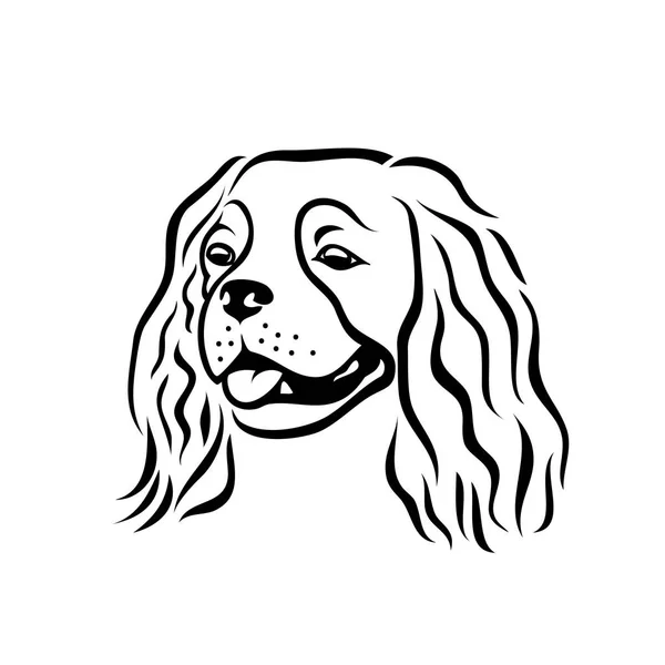 Cavalier King Charles Spaniel Chien Illustration Vectorielle Isolée — Image vectorielle