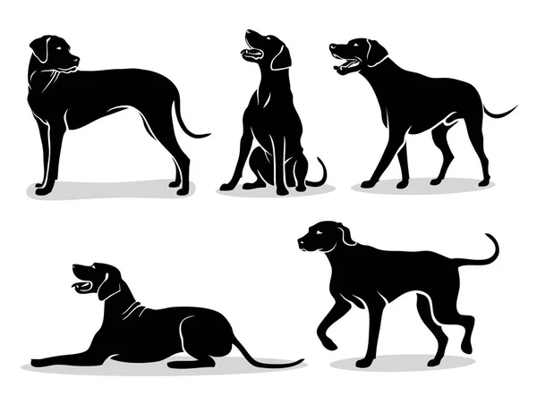 Sada Rhodéský Ridgeback Dog Siluety Izolované Vektorové Ilustrace — Stockový vektor