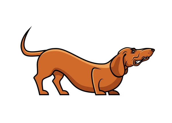 Zangado Dachshund Isolado Ilustração Colorida — Vetor de Stock