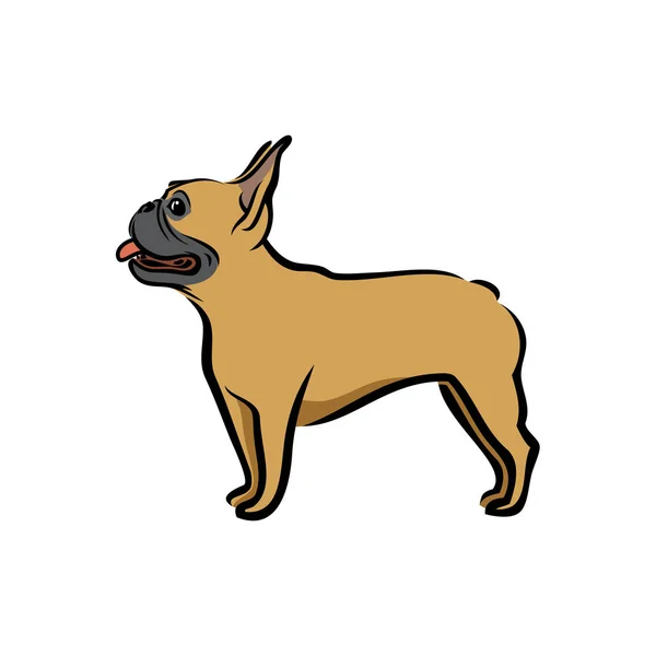 Bulldog Francés Ilustración Aislada Color — Vector de stock