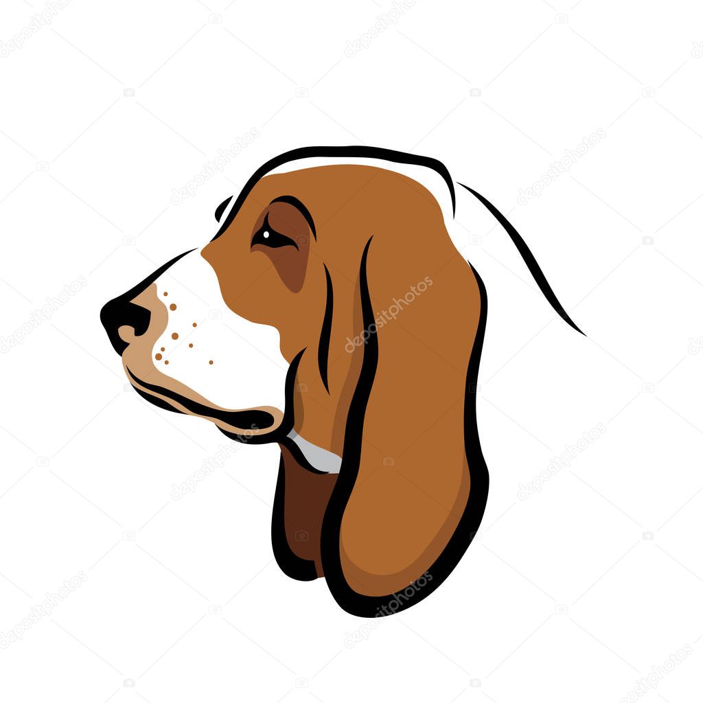basset hound head isolated colored illustration