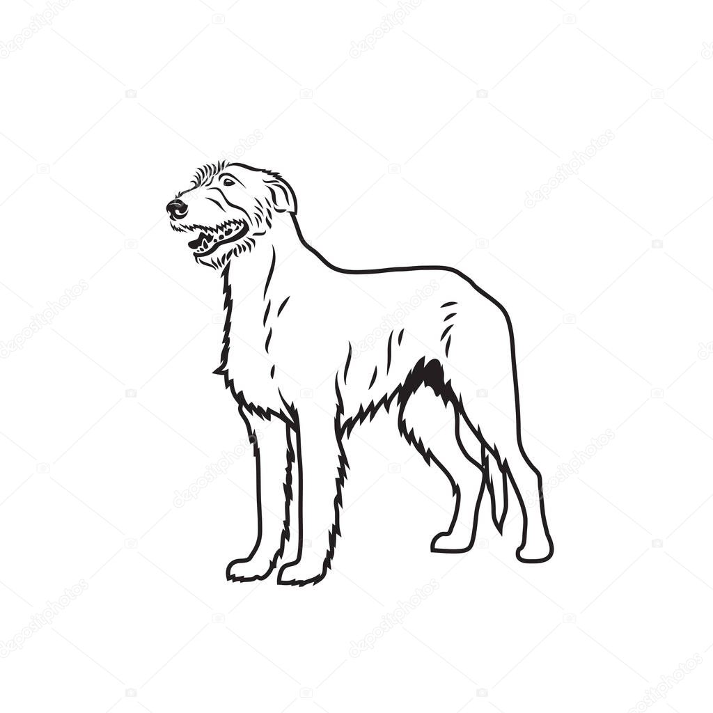 irish wolfhound isolated outlined illustration