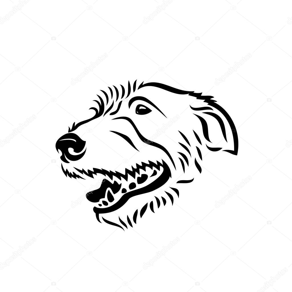 irish wolfhound muzzle isolated outlined illustration