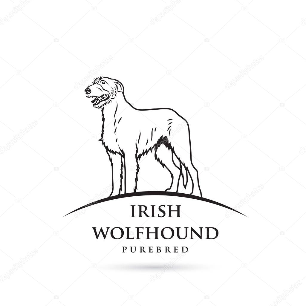 irish wolfhound monochrome outlined illustration