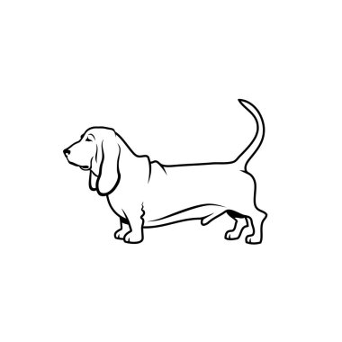 Basset tazı köpeği vektör çizim beyaz arka plan üzerinde