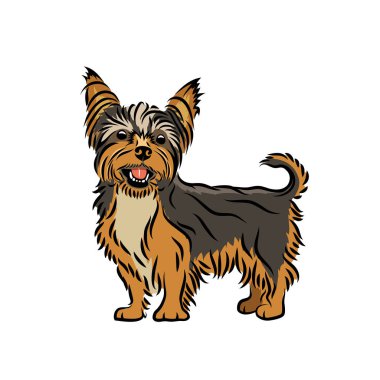 yorkshire terrier illustration on white background clipart